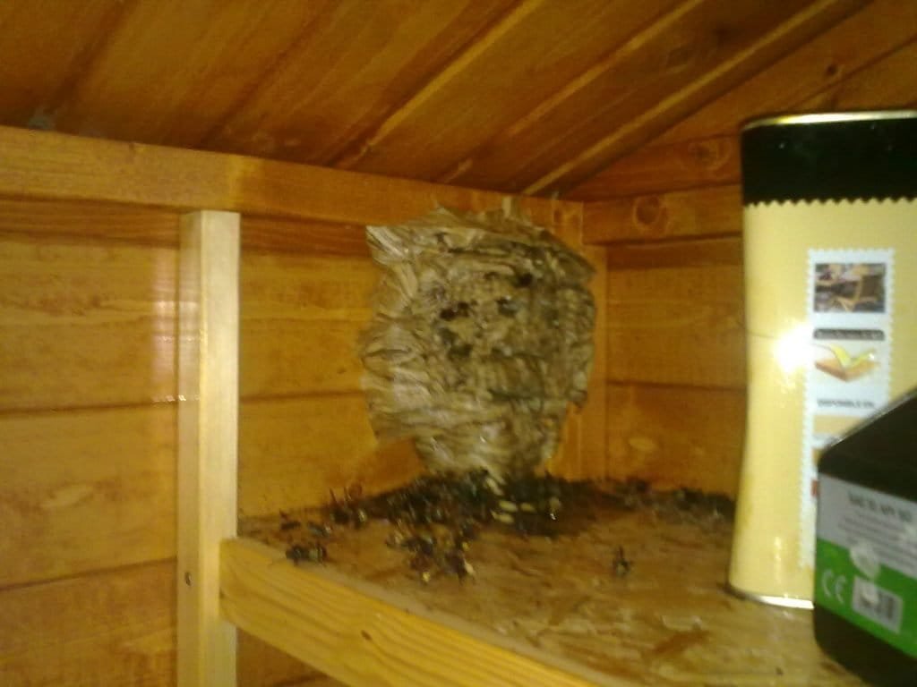 Avispas - Control de plagas en Gipuzkoa. Desinsección Desratización